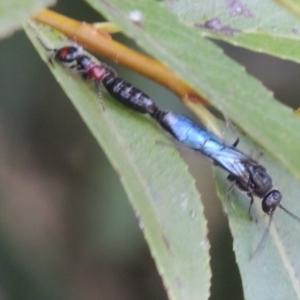 Tiphiidae (family) at Paddys River, ACT - 4 Feb 2017 07:44 PM