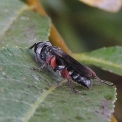 Pison rufipes (A spider wasp) at Paddys River, ACT - 4 Feb 2017 by MichaelBedingfield