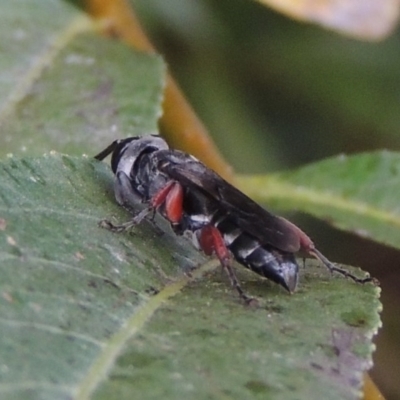 Pison rufipes (A spider wasp) at Paddys River, ACT - 4 Feb 2017 by michaelb