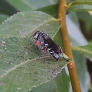 Pison rufipes at Paddys River, ACT - 4 Feb 2017 07:49 PM