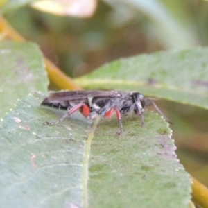 Pison rufipes at Paddys River, ACT - 4 Feb 2017 07:49 PM