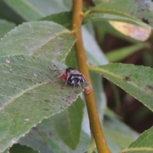 Pison rufipes at Paddys River, ACT - 4 Feb 2017