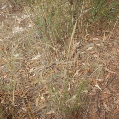 Pseudonaja textilis (Eastern Brown Snake) at Canberra Central, ACT - 6 Feb 2017 by MichaelMulvaney