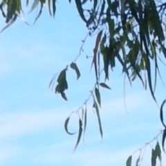 Petaurus notatus (Krefft’s Glider, formerly Sugar Glider) at Fraser, ACT - 6 Feb 2017 by Rosie