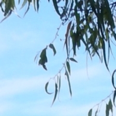 Petaurus notatus (Krefft’s Glider, Sugar Glider) at Fraser, ACT - 5 Feb 2017 by Rosie