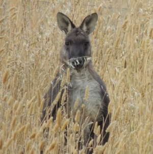 Osphranter robustus robustus at Gordon, ACT - 4 Feb 2017