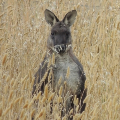 Osphranter robustus robustus (Eastern Wallaroo) at Gordon, ACT - 4 Feb 2017 by MichaelBedingfield