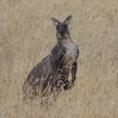 Osphranter robustus robustus at Gordon, ACT - 4 Feb 2017