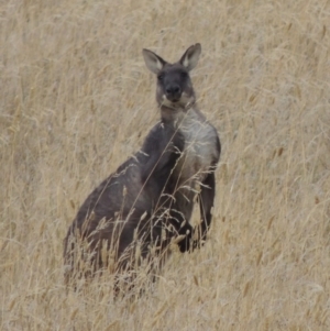 Osphranter robustus robustus at Gordon, ACT - 4 Feb 2017