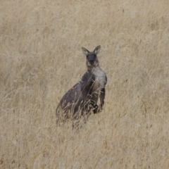 Osphranter robustus robustus at Gordon, ACT - 4 Feb 2017