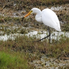 Ardea plumifera (Plumed Egret) at Jerrabomberra Wetlands - 7 Feb 2017 by Qwerty