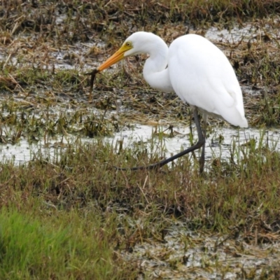 Ardea plumifera (Plumed Egret) at Jerrabomberra Wetlands - 7 Feb 2017 by Qwerty