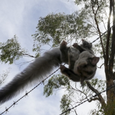 Petaurus notatus (Krefft’s Glider, Sugar Glider) at Mount Rogers - 3 Feb 2017 by DaveW