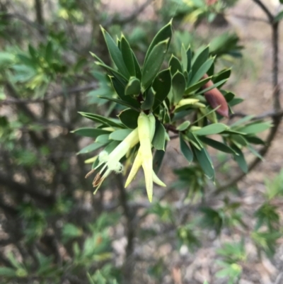 Styphelia triflora (Five-corners) at Majura, ACT - 7 Feb 2017 by AaronClausen