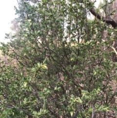 Styphelia triflora at Majura, ACT - 7 Feb 2017