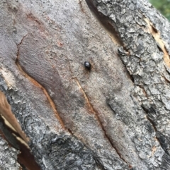 Euryopis umbilicata (Striped tick spider) at Mount Majura - 7 Feb 2017 by AaronClausen