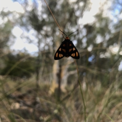 Amata (genus) (Handmaiden Moth) at Hackett, ACT - 7 Feb 2017 by AaronClausen