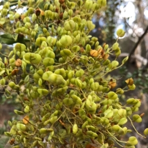 Bursaria spinosa at Canberra Central, ACT - 7 Feb 2017 07:56 PM