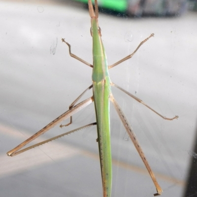 Acrida conica (Giant green slantface) at Phillip, ACT - 30 Jan 2017 by Alison Milton