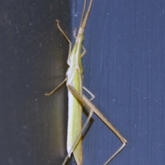 Acrida conica (Giant green slantface) at Higgins, ACT - 4 Feb 2017 by AlisonMilton