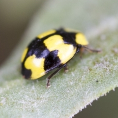 Illeis galbula (Fungus-eating Ladybird) at Higgins, ACT - 3 Feb 2017 by AlisonMilton