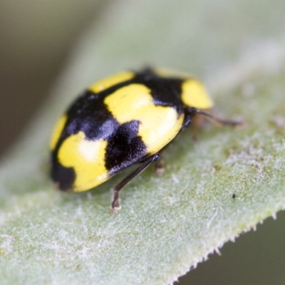 Illeis galbula (Fungus-eating Ladybird) at Higgins, ACT - 3 Feb 2017 by AlisonMilton