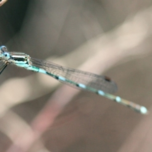 Austrolestes leda at Higgins, ACT - 2 Feb 2017