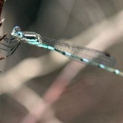 Austrolestes leda at Higgins, ACT - 2 Feb 2017