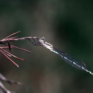 Austrolestes leda at Higgins, ACT - 2 Feb 2017