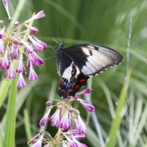 Papilio aegeus at Acton, ACT - 4 Feb 2017 06:04 PM