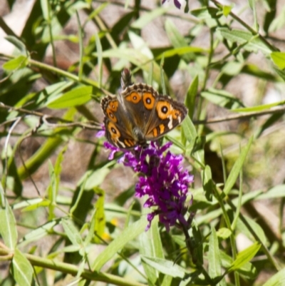 Junonia villida (Meadow Argus) at Canberra Central, ACT - 4 Feb 2017 by AlisonMilton