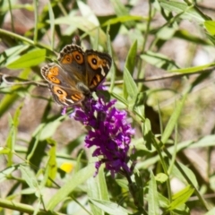 Junonia villida at Canberra Central, ACT - 4 Feb 2017