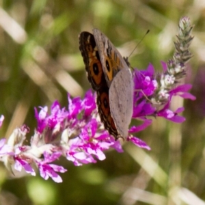 Junonia villida at Canberra Central, ACT - 4 Feb 2017