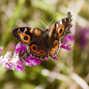 Junonia villida at Canberra Central, ACT - 4 Feb 2017