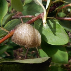 Mantidae - egg case (family) at Scullin, ACT - 31 Jan 2017 10:51 AM