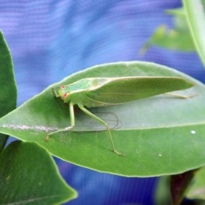 Caedicia simplex (Common Garden Katydid) at Higgins, ACT - 3 Feb 2017 by AlisonMilton