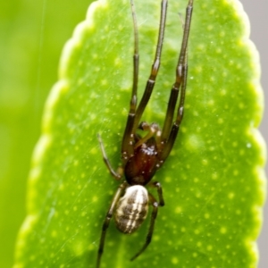 Araneidae (family) at Higgins, ACT - 4 Feb 2017 10:38 AM