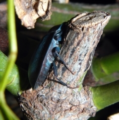 Pterohelaeus piceus (Pie-dish beetle) at Higgins, ACT - 7 Feb 2017 by AlisonMilton