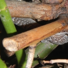 Christinus marmoratus (Southern Marbled Gecko) at Higgins, ACT - 7 Feb 2017 by AlisonMilton