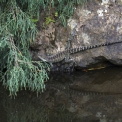 Intellagama lesueurii howittii (Gippsland Water Dragon) at ANBG - 4 Feb 2017 by AlisonMilton