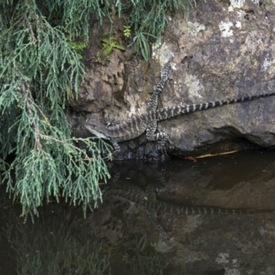 Intellagama lesueurii howittii (Gippsland Water Dragon) at Acton, ACT - 4 Feb 2017 by AlisonMilton