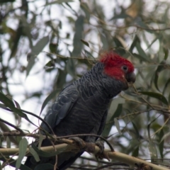 Callocephalon fimbriatum (Gang-gang Cockatoo) at Acton, ACT - 4 Feb 2017 by Alison Milton