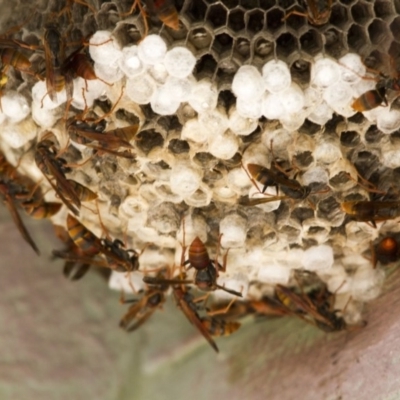 Polistes (Polistella) humilis (Common Paper Wasp) at Kingston, ACT - 4 Feb 2017 by Alison Milton