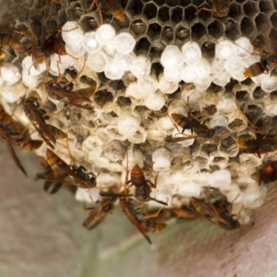 Polistes (Polistella) humilis (Common Paper Wasp) at Kingston, ACT - 5 Feb 2017 by AlisonMilton