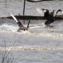 Cygnus atratus (Black Swan) at Kingston, ACT - 4 Feb 2017 by AlisonMilton