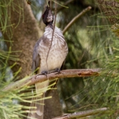 Philemon corniculatus (Noisy Friarbird) at Jerrabomberra Wetlands - 5 Feb 2017 by AlisonMilton