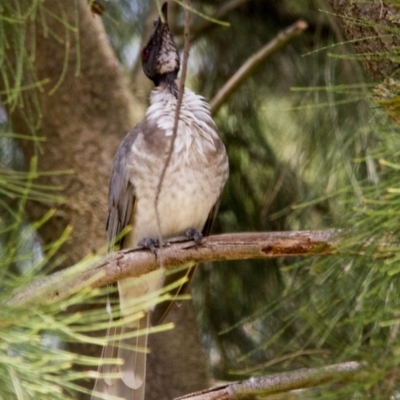 Philemon corniculatus (Noisy Friarbird) at Fyshwick, ACT - 4 Feb 2017 by Alison Milton