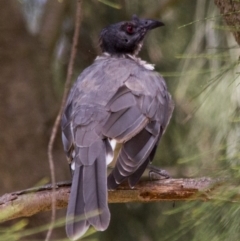 Philemon corniculatus at Fyshwick, ACT - 5 Feb 2017