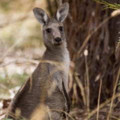 Macropus giganteus (Eastern Grey Kangaroo) at Jerrabomberra Wetlands - 5 Feb 2017 by AlisonMilton