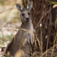 Macropus giganteus (Eastern Grey Kangaroo) at Kingston, ACT - 5 Feb 2017 by AlisonMilton